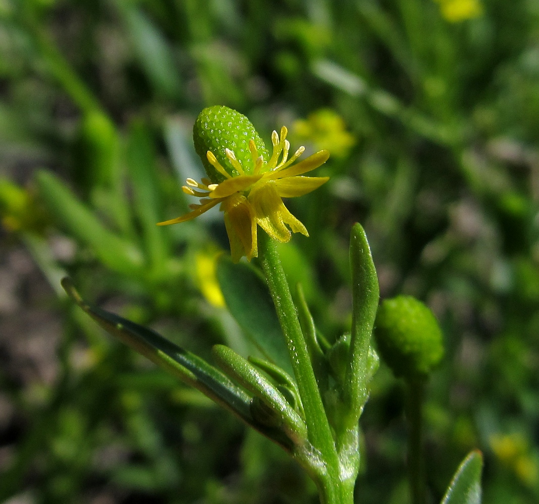 Изображение особи Ranunculus sceleratus.