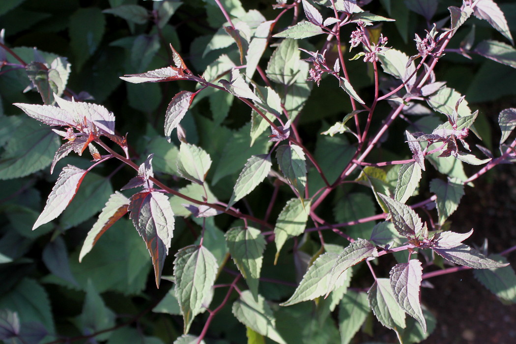 Image of Ageratina altissima specimen.