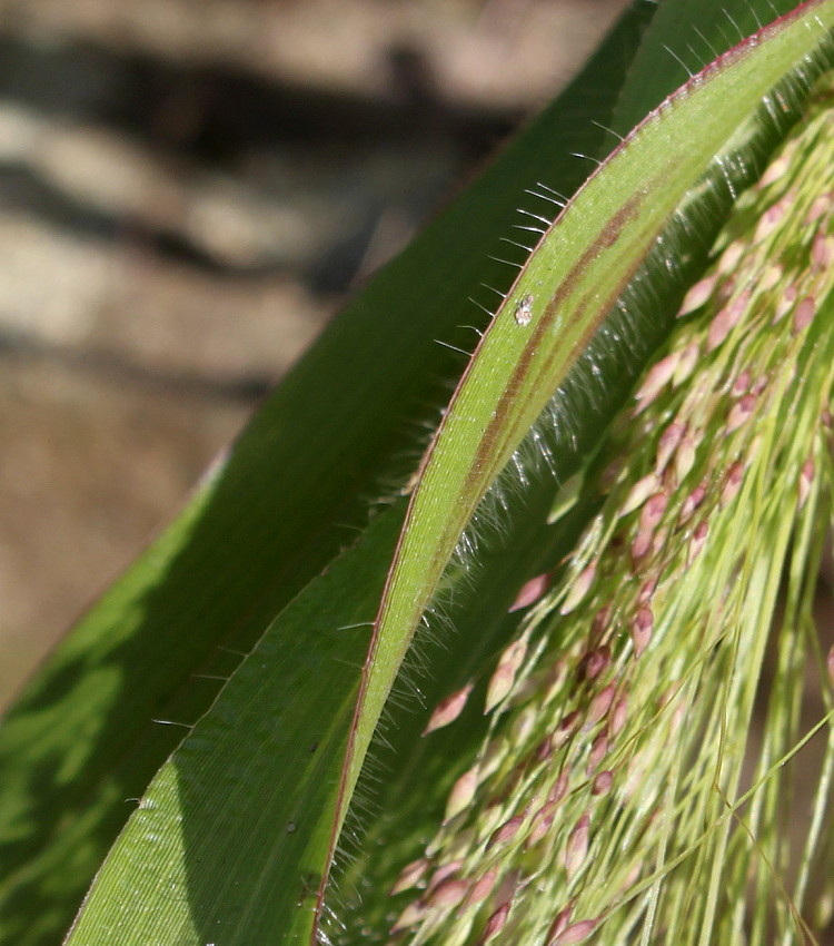 Изображение особи Panicum virgatum.