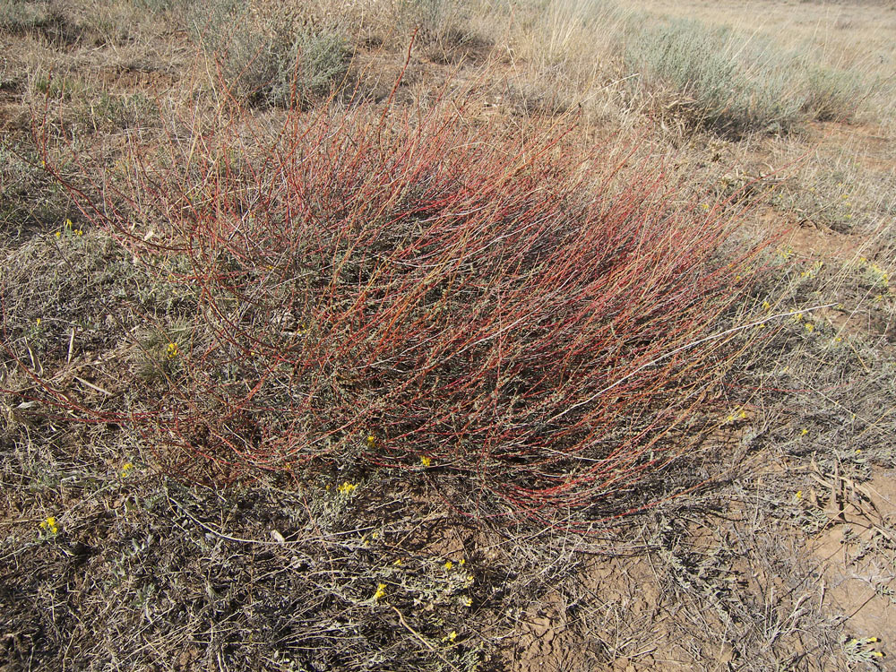 Image of Suaeda dendroides specimen.