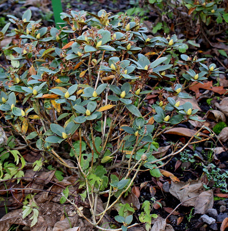 Image of Rhododendron ferrugineum specimen.