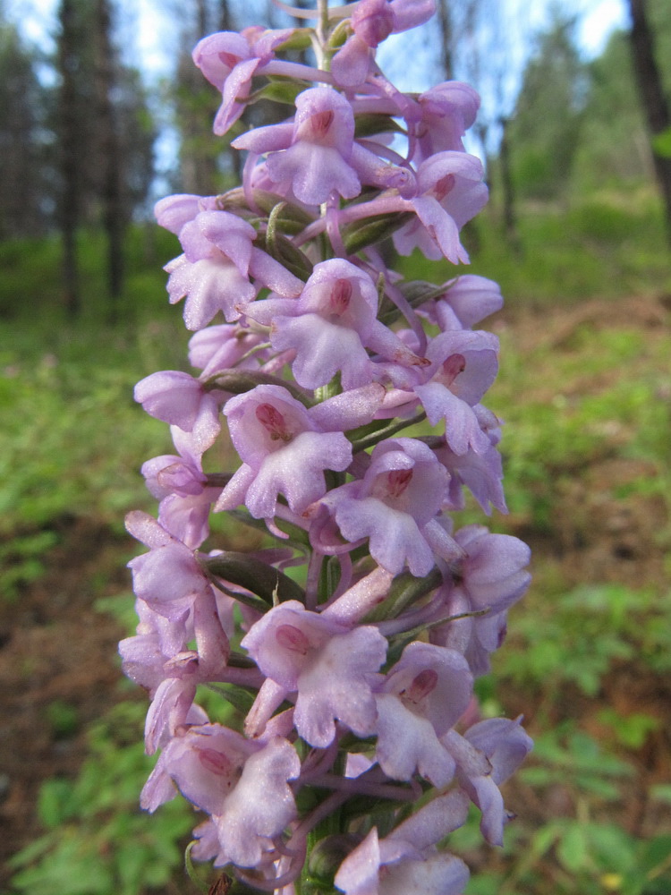 Изображение особи Gymnadenia conopsea.