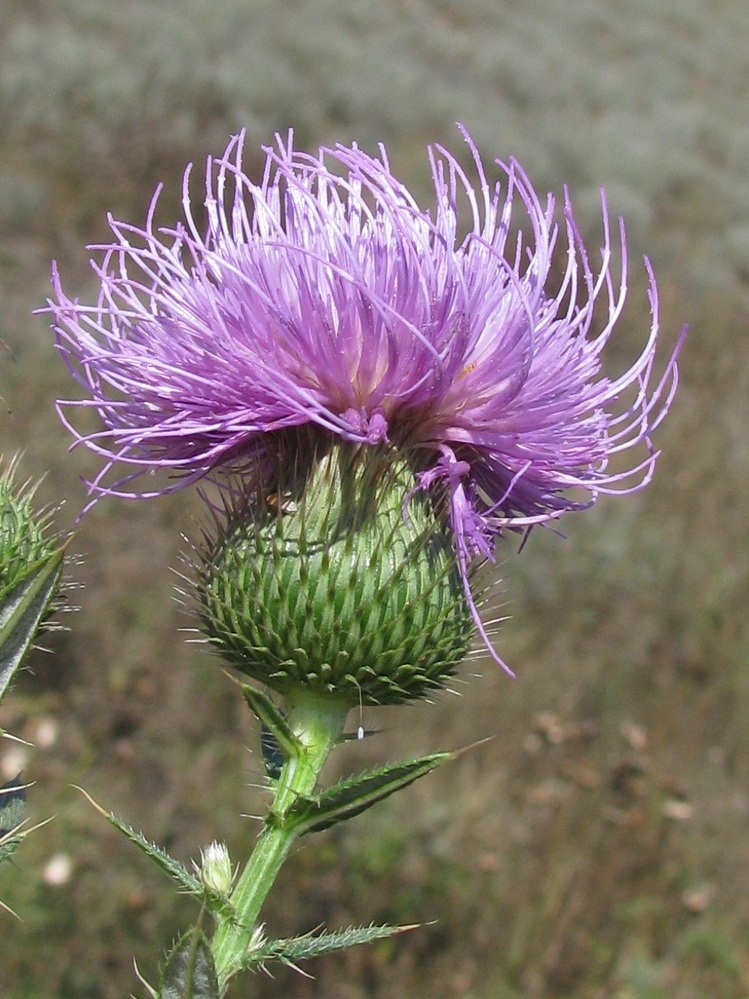 Image of Cirsium ukranicum specimen.