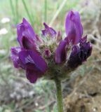 Oxytropis turczaninovii