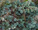 Aethionema saxatile