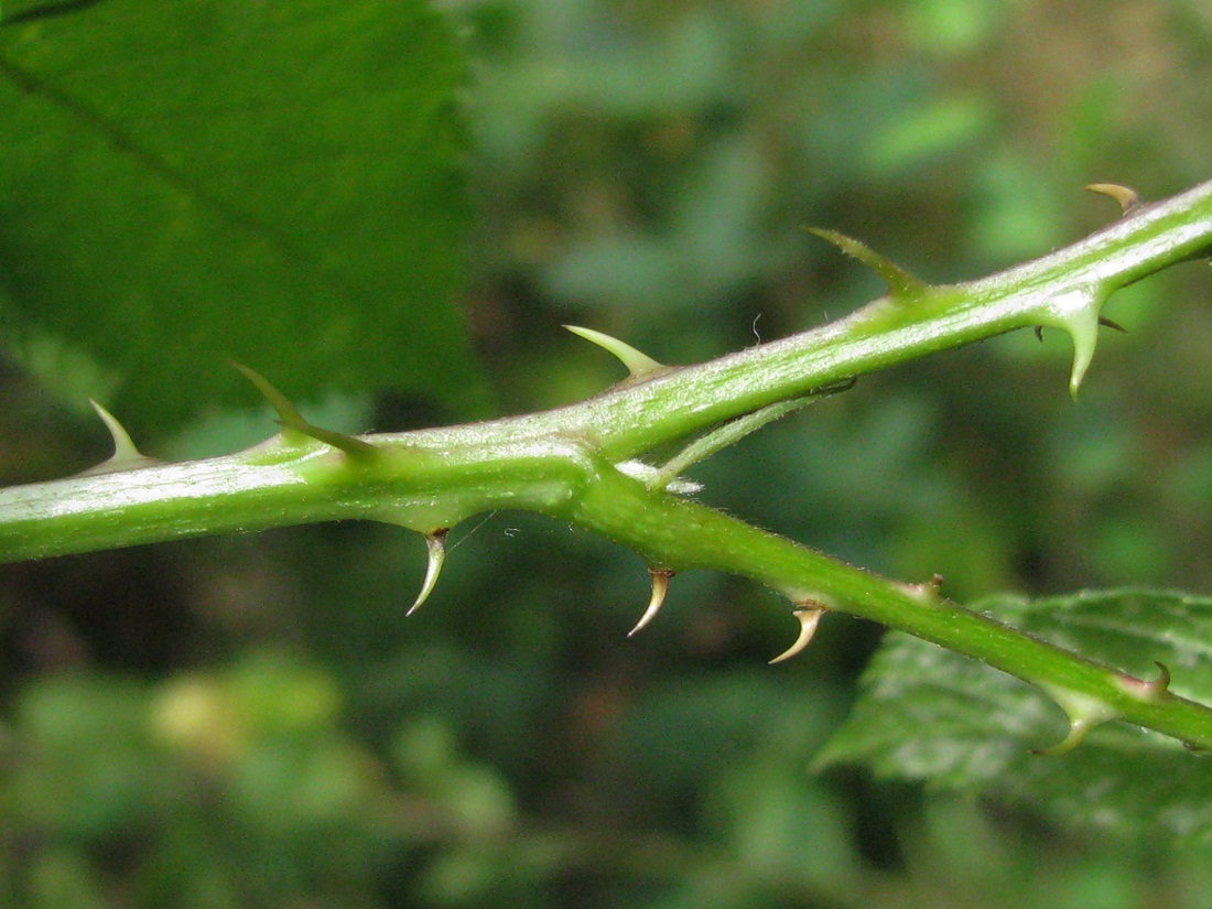Image of Rubus orthostachys specimen.