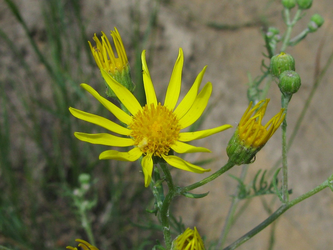 Изображение особи Senecio borysthenicus.