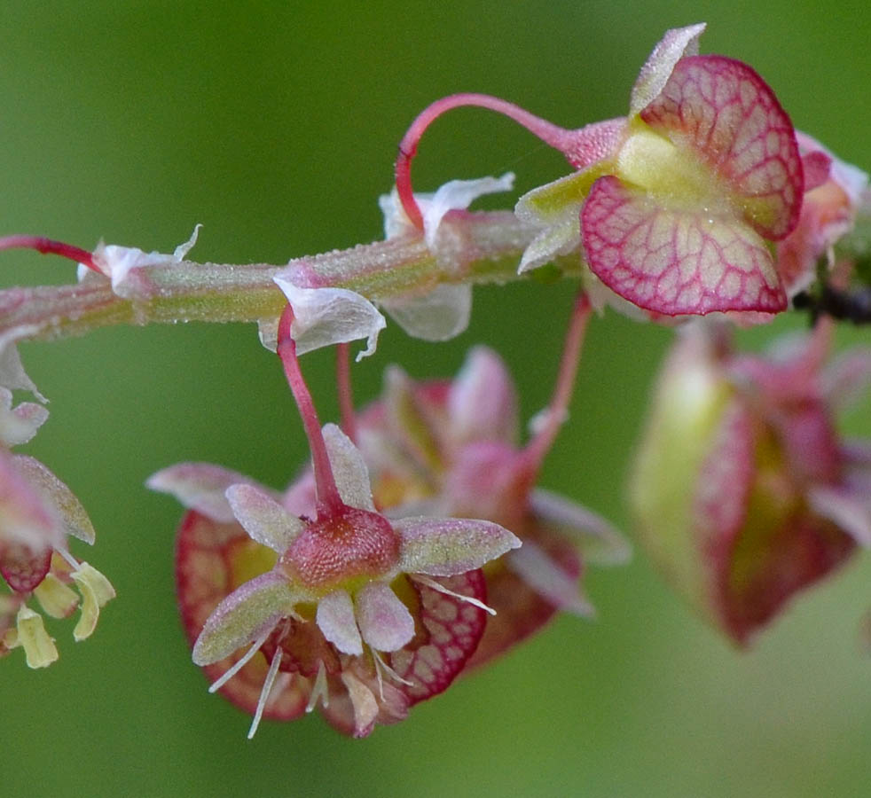 Изображение особи Rumex cyprius.