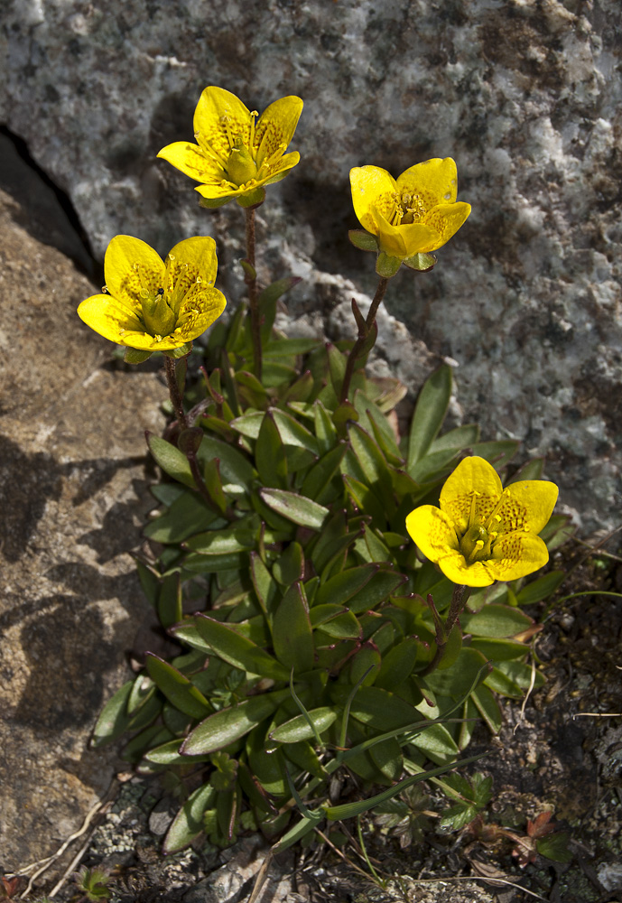 Изображение особи Saxifraga hirculus.