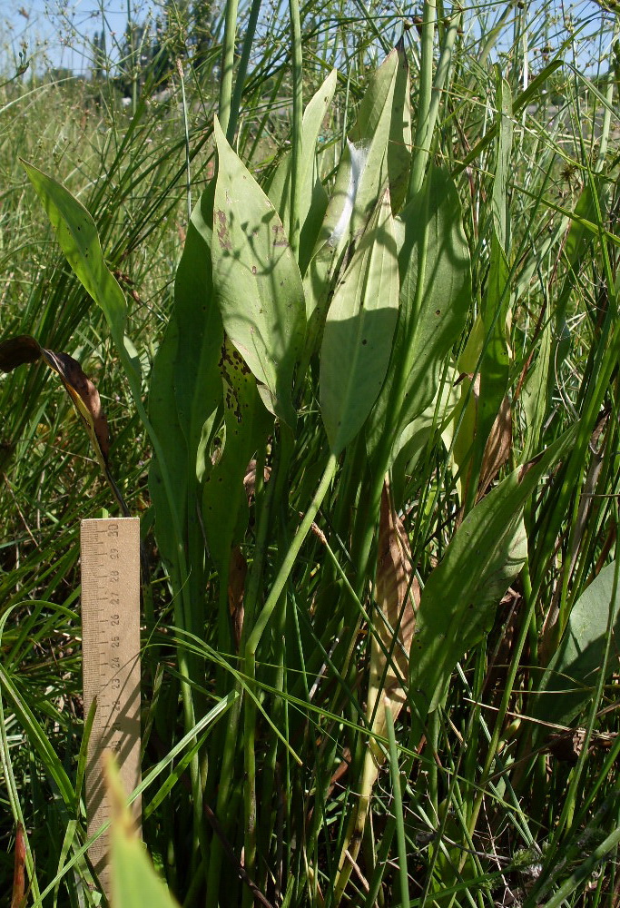 Изображение особи Alisma lanceolatum.