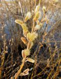 Salix vinogradovii