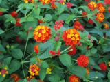 Lantana camara