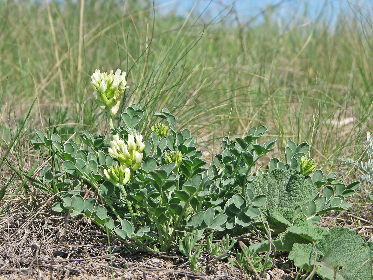 Image of Astragalus calycinus specimen.