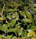 Buxus henryi