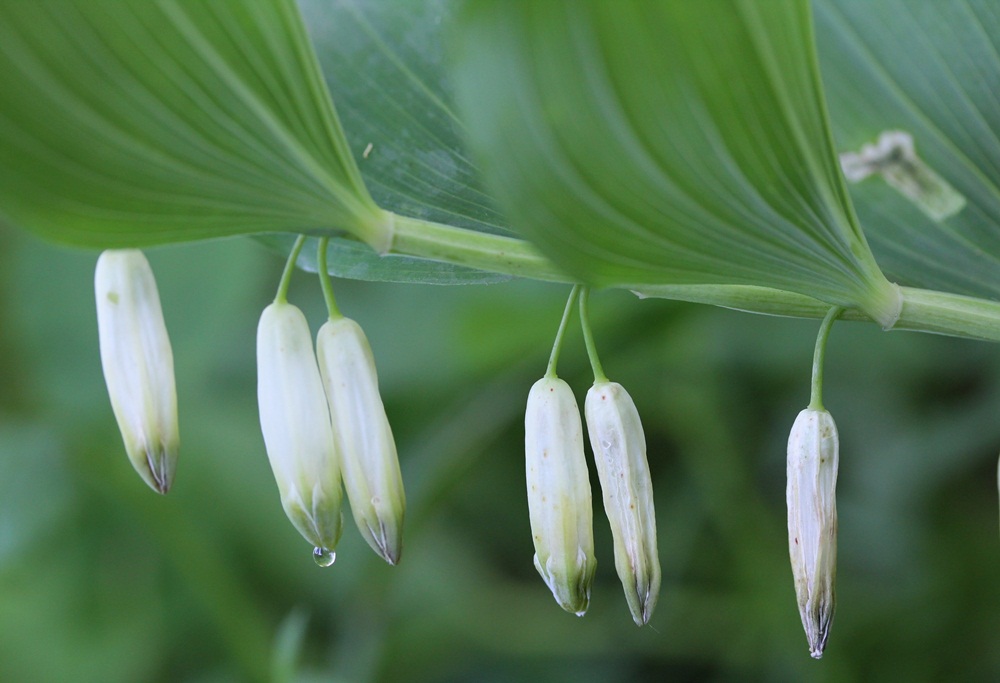 Image of Polygonatum odoratum specimen.