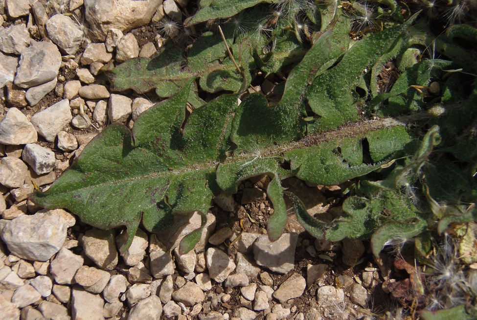 Изображение особи род Taraxacum.