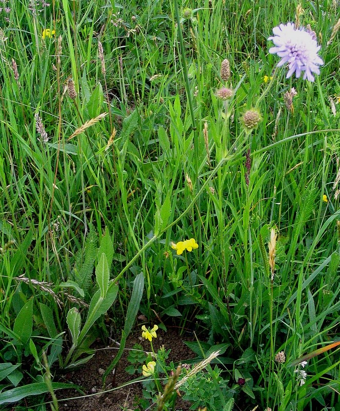 Image of Knautia dipsacifolia ssp. pocutica specimen.