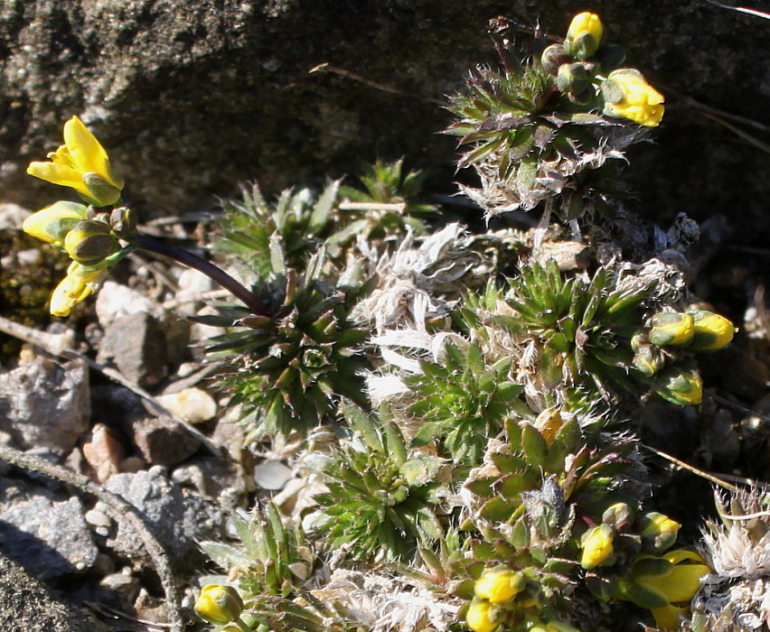 Изображение особи Draba aizoides.