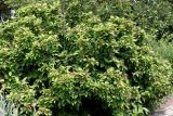 genus Calycanthus