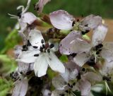 Saponaria officinalis. Соцветие с цветками, тычинки которых поражены головнёвым грибом. Украина, Черкасская обл., Каневский р-н, РЛП \"Трахтемиров\", песчаная степь на берегу Днепра. 29 июня 2013 г.