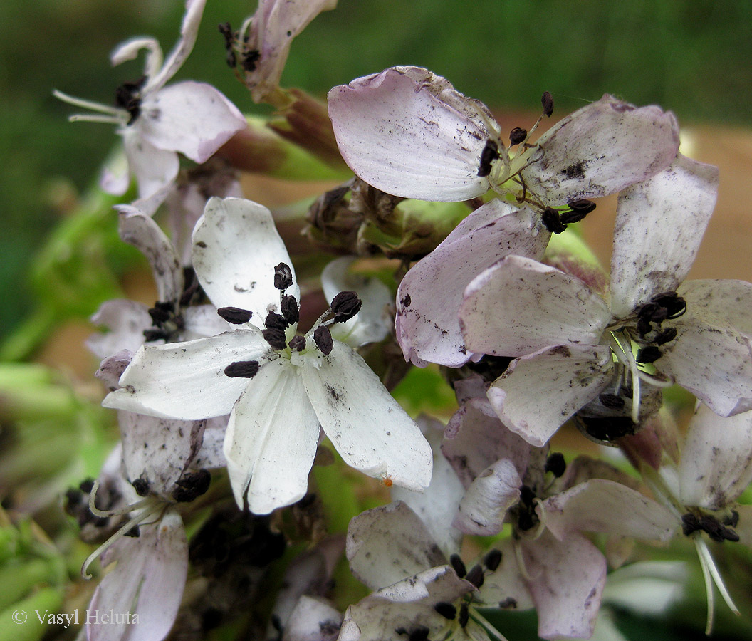 Image of Saponaria officinalis specimen.