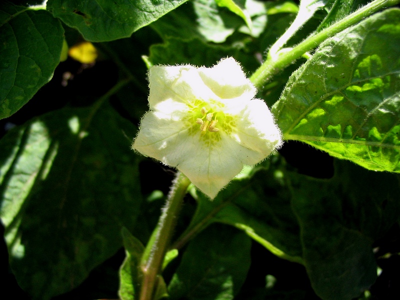Image of Alkekengi officinarum specimen.