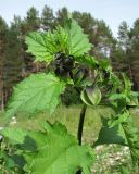 Nicandra physalodes