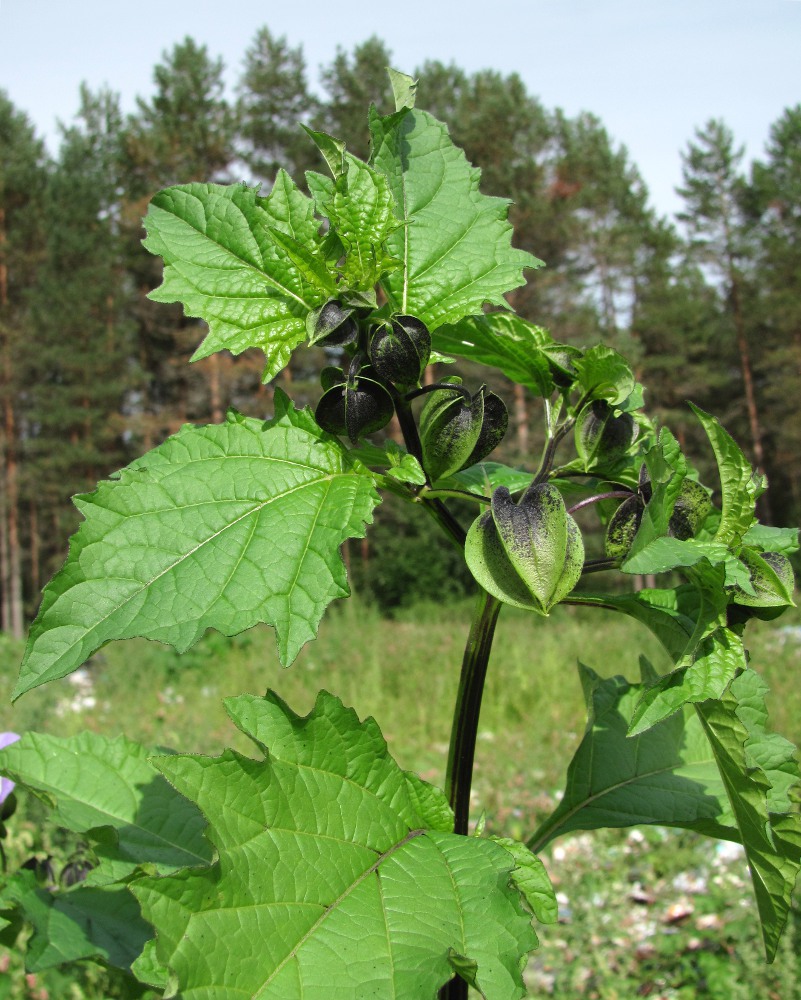 Image of Nicandra physalodes specimen.