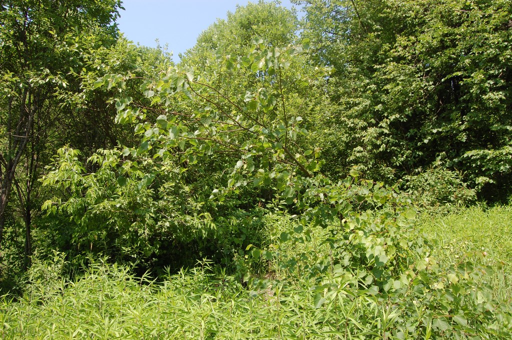 Image of Tilia sibirica specimen.