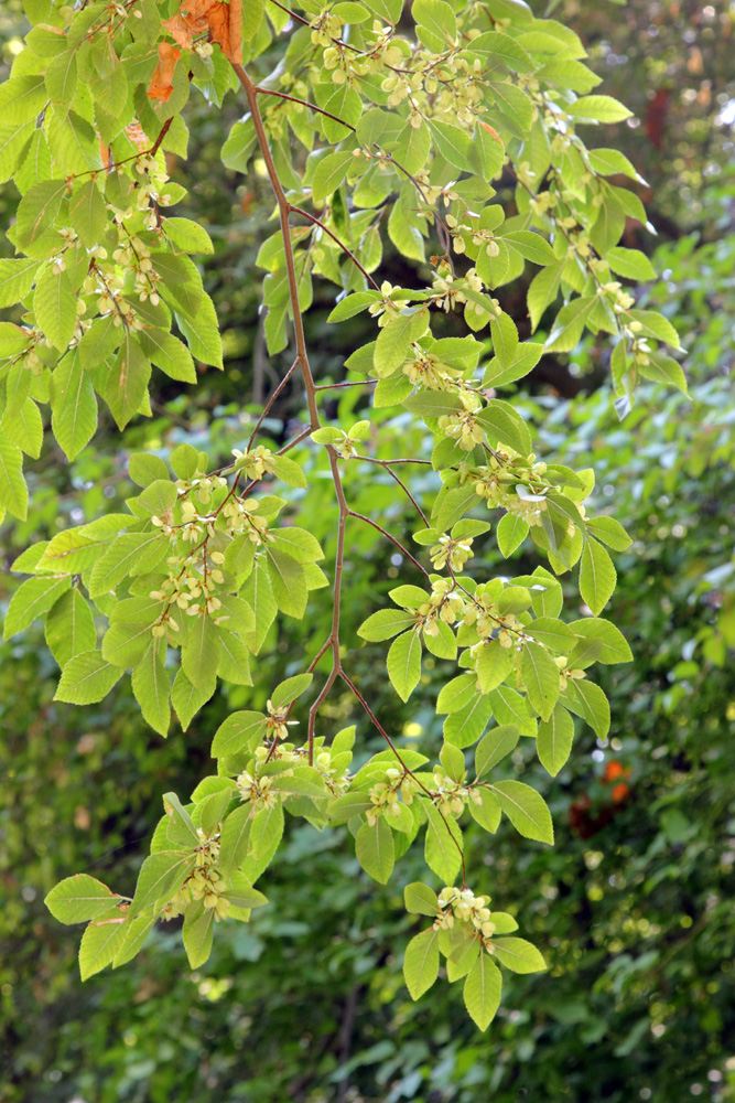 Изображение особи Ulmus parvifolia.