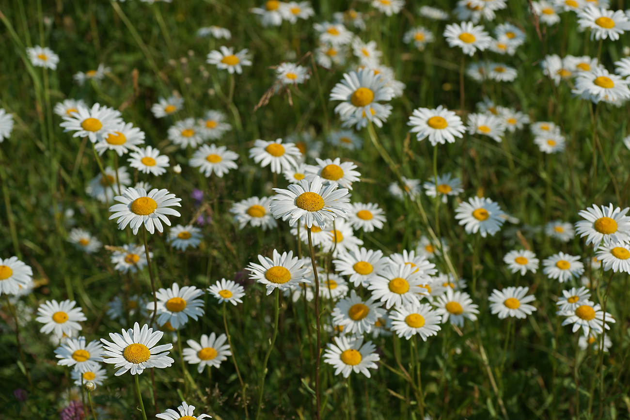 Изображение особи Leucanthemum vulgare.