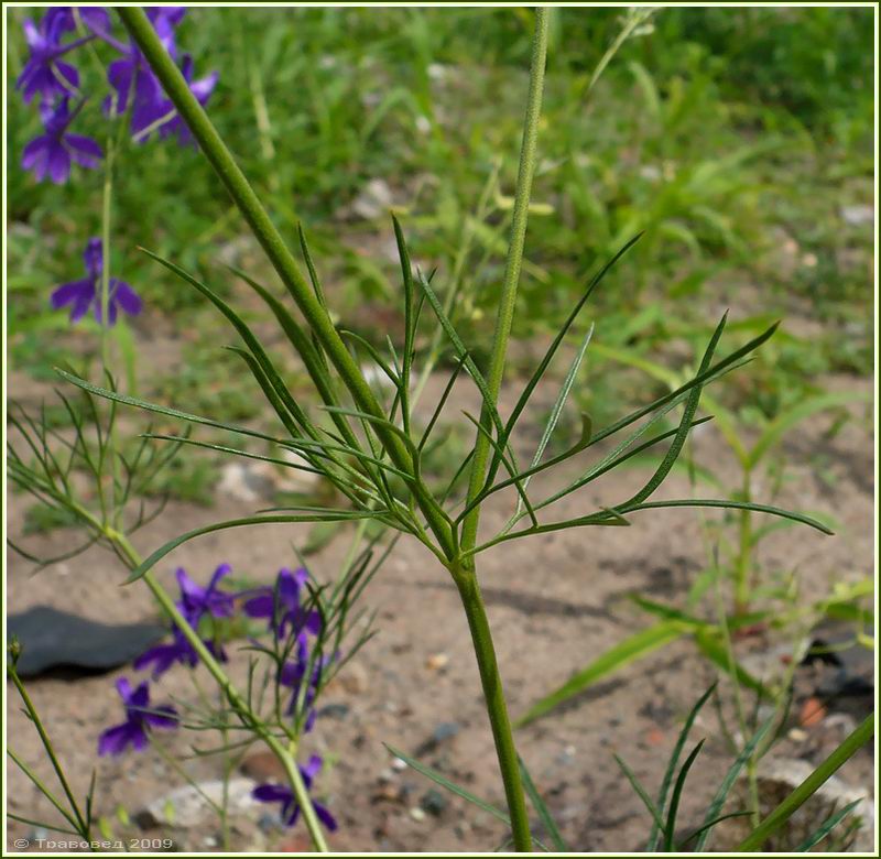 Изображение особи Delphinium consolida.