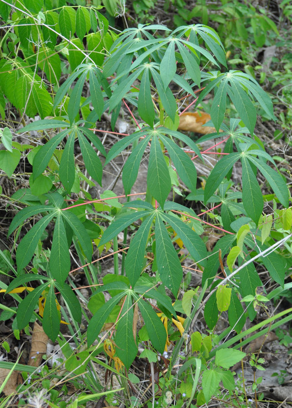 Image of Manihot esculenta specimen.