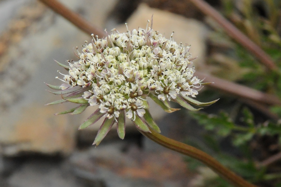 Image of Lomatocarpa albomarginata specimen.