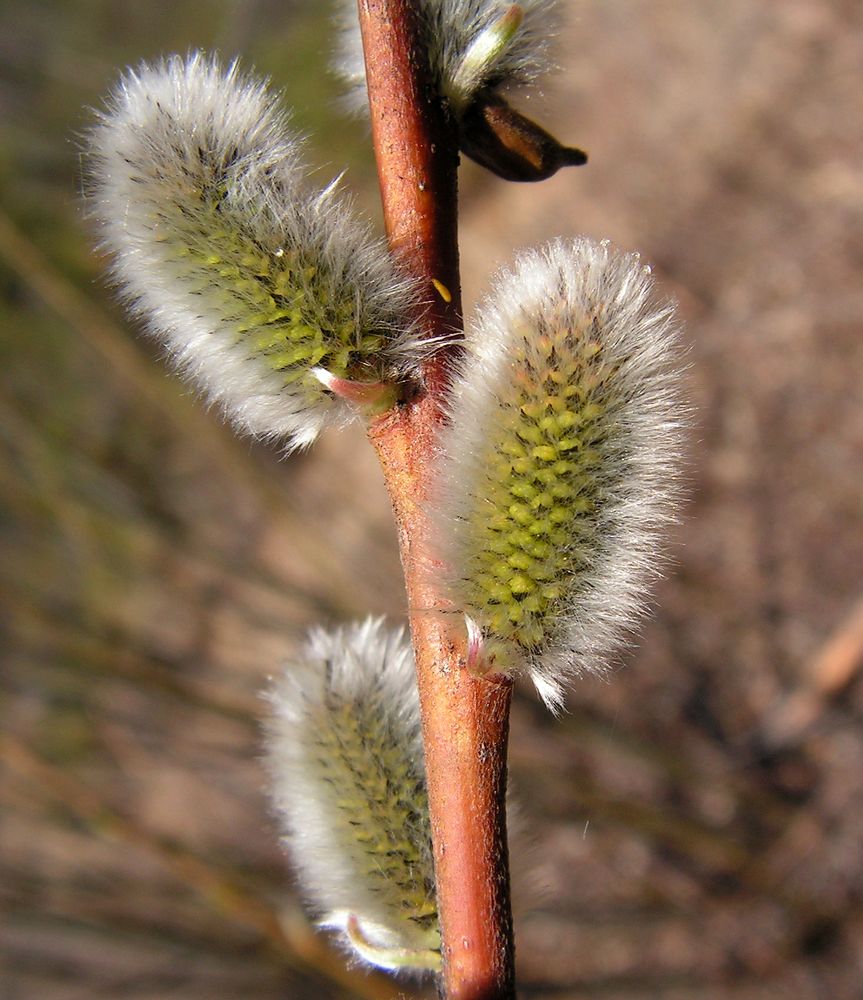 Изображение особи Salix schwerinii.