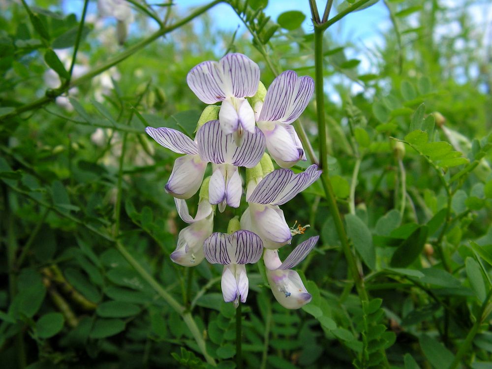 Image of Vicia sylvatica specimen.