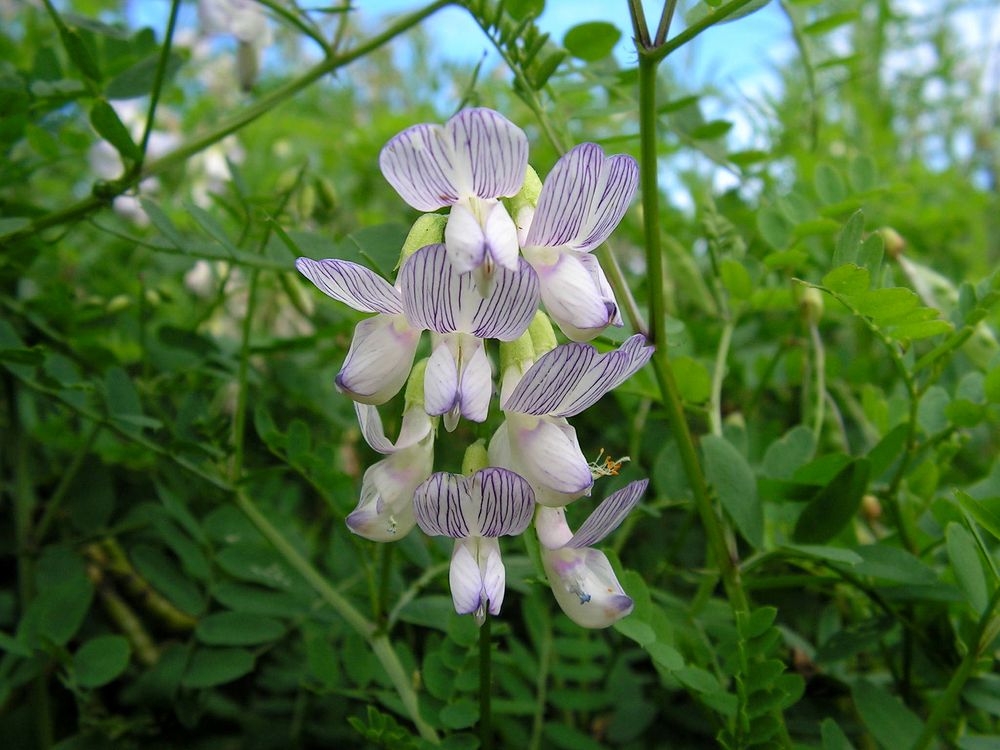 Изображение особи Vicia sylvatica.