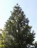 Thujopsis dolabrata. Верхняя часть кроны. Германия, г. Дюссельдорф, Ботанический сад университета. 04.09.2013.