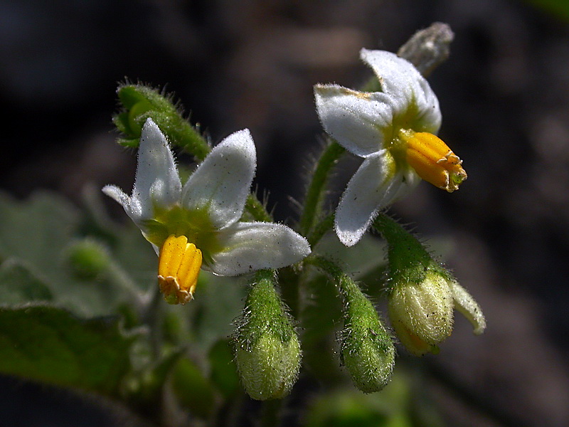 Изображение особи Solanum nigrum.