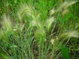 Hordeum jubatum