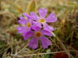 Primula matsumurae