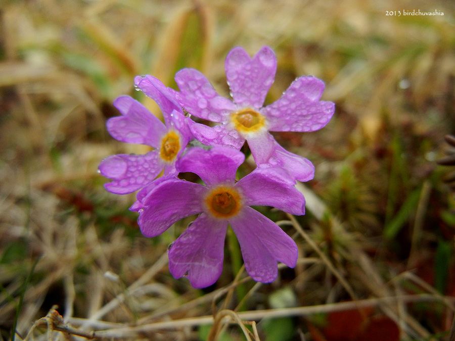 Image of Primula matsumurae specimen.