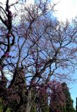 Cercis siliquastrum. Крона и скелетные ветви цветущего дерева. ЮБК, Никитский ботанический сад. 05.05.2009.