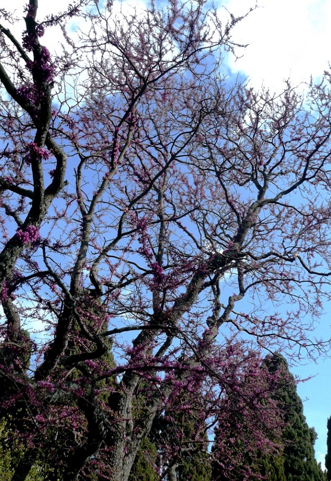 Image of Cercis siliquastrum specimen.