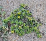 Heliotropium socotranum. Цветущее растение. Сокотра, окр. г. Хадибо. 28.12.2013.