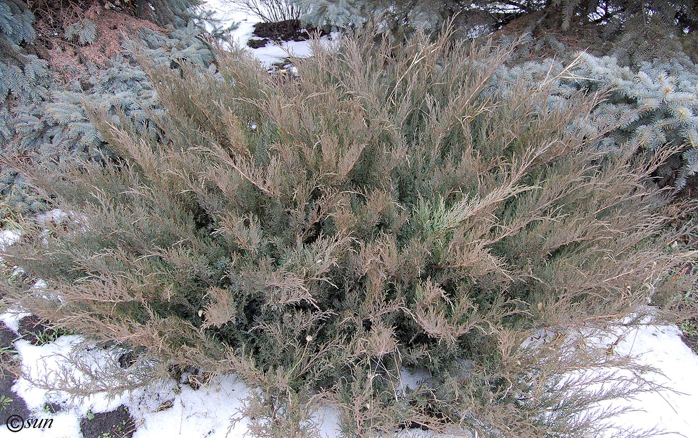 Image of Juniperus sabina specimen.