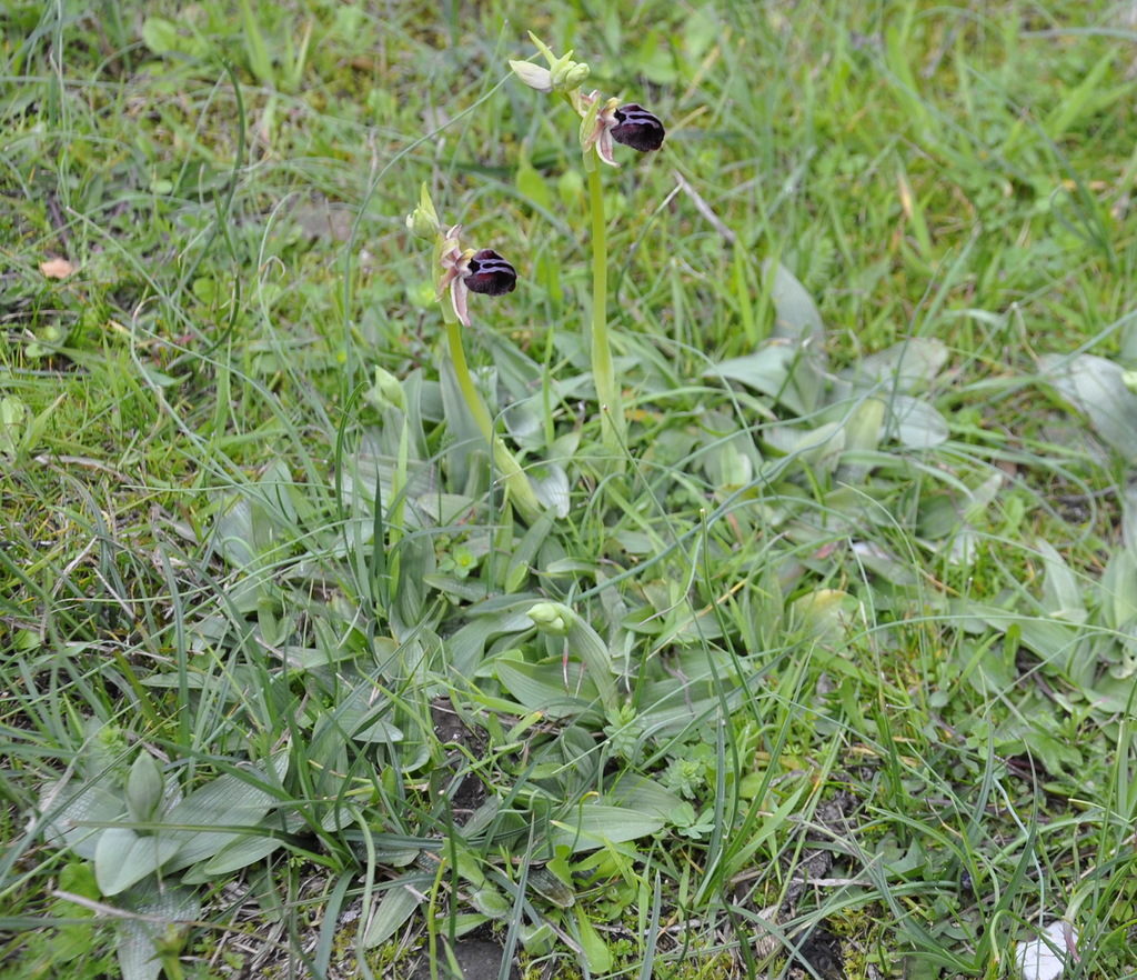 Image of Ophrys mammosa specimen.