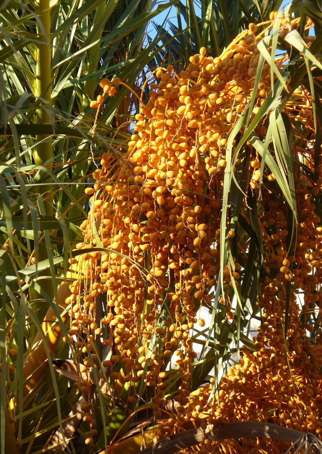 Image of Phoenix canariensis specimen.