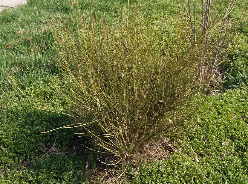 Image of genus Genista specimen.