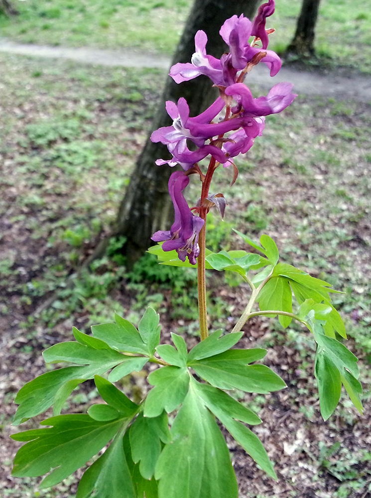 Image of Corydalis cava specimen.